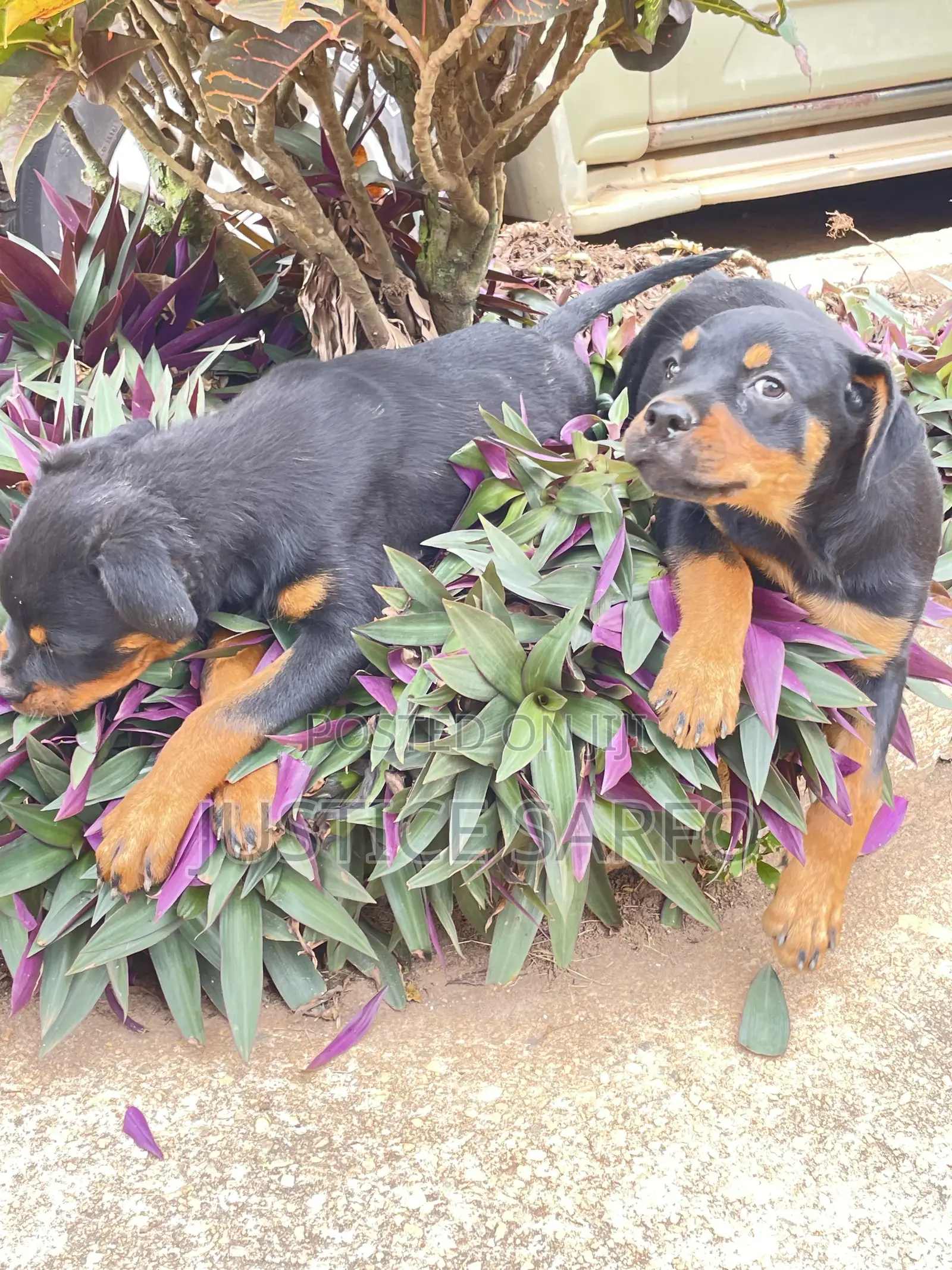 3-6 months Female Purebred Rottweiler