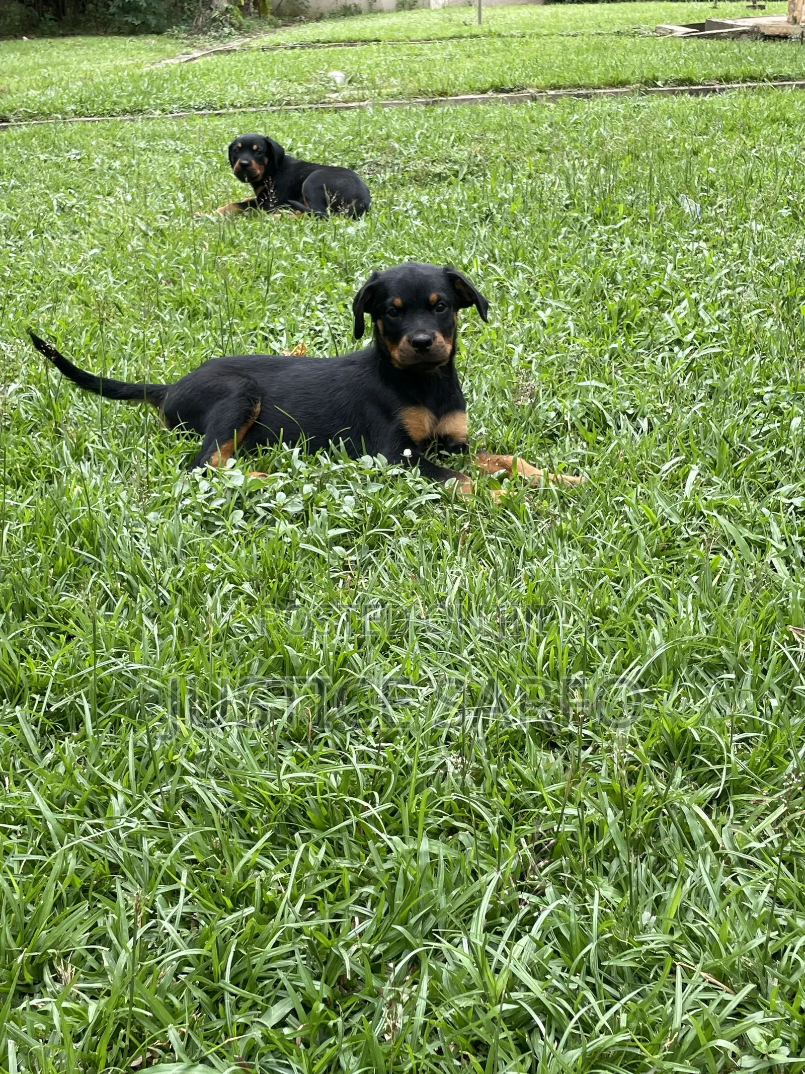 3-6 months Female Purebred Rottweiler
