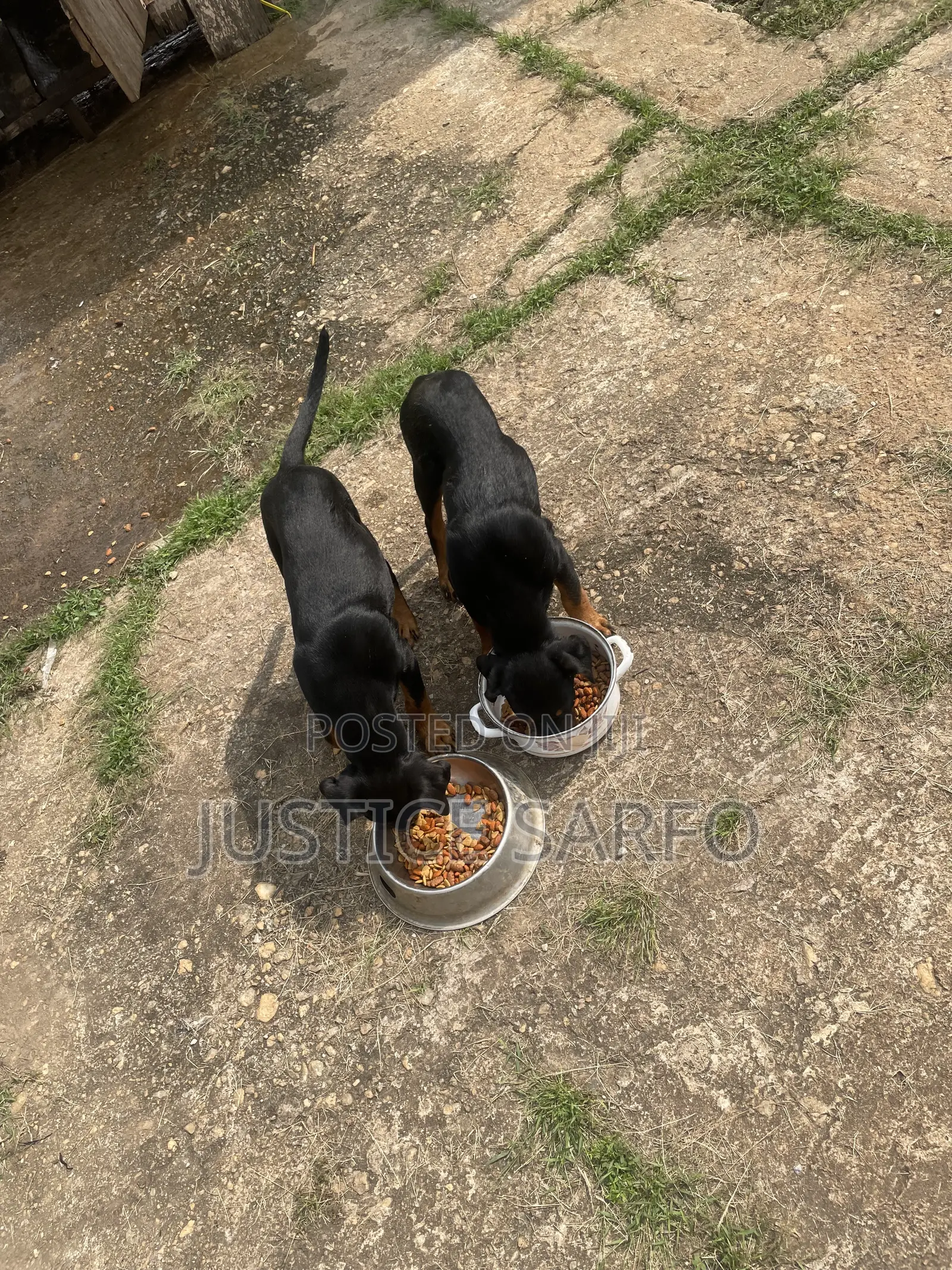 3-6 months Female Purebred Rottweiler