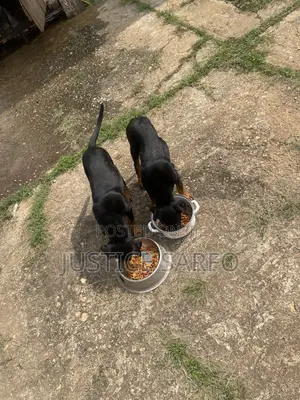 3-6 months Female Purebred Rottweiler
