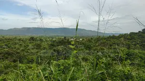 VOLTA REGION, AMEDZOFE _ 12 Plots Mountain Land