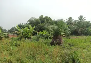 VOLTA REGION, HO (TAVIEFE) _ 4 Plots Building Land