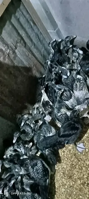 🦆🔥 40 Pieces of 2-Month-Old Muscovy Ducks for Sale! 🔥🦆