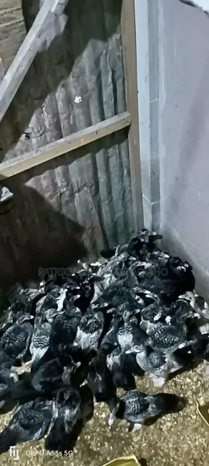 🦆🔥 40 Pieces of 2-Month-Old Muscovy Ducks for Sale! 🔥🦆