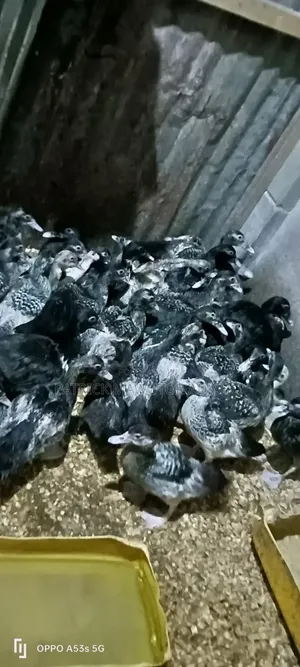 🦆🔥 40 Pieces of 2-Month-Old Muscovy Ducks for Sale! 🔥🦆