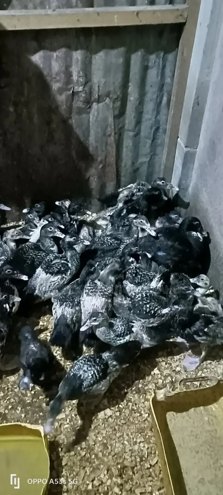 🦆🔥 40 Pieces of 2-Month-Old Muscovy Ducks for Sale! 🔥🦆