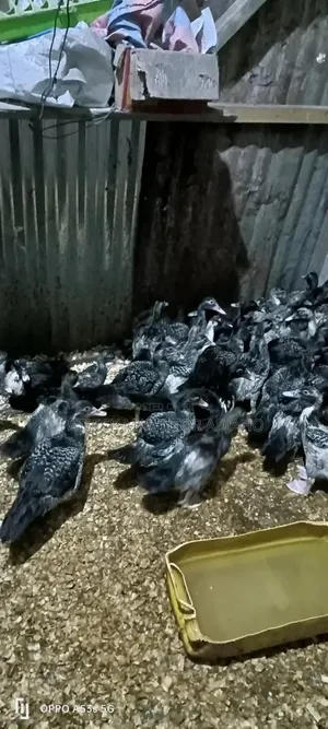 🦆🔥 40 Pieces of 2-Month-Old Muscovy Ducks for Sale! 🔥🦆