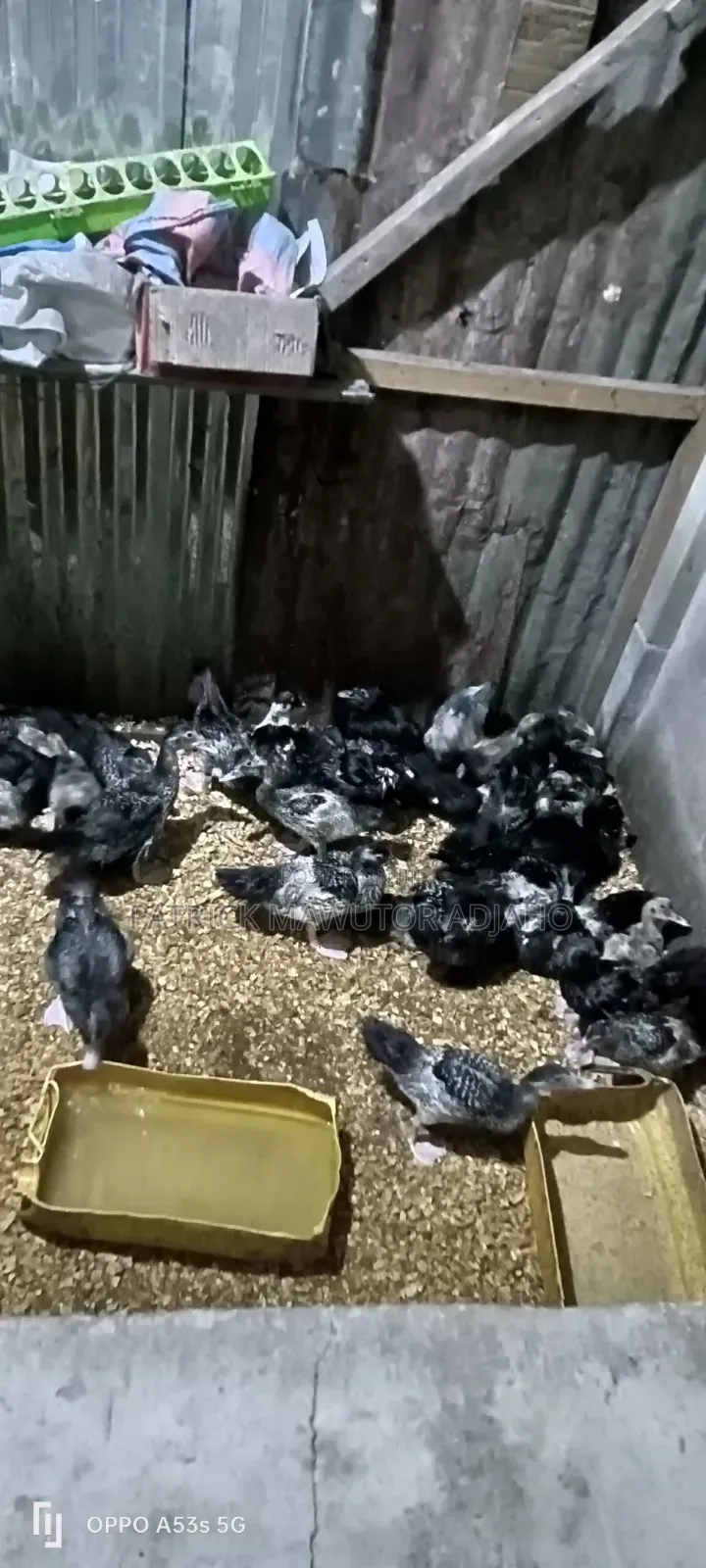 🦆🔥 40 Pieces of 2-Month-Old Muscovy Ducks for Sale! 🔥🦆