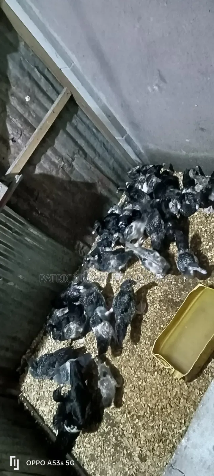 🦆🔥 40 Pieces of 2-Month-Old Muscovy Ducks for Sale! 🔥🦆