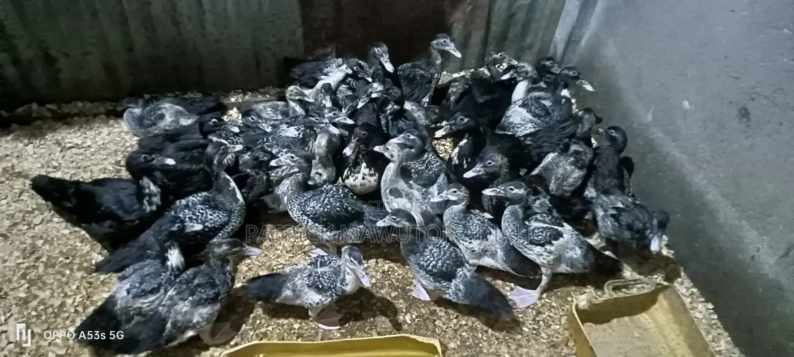 🦆🔥 40 Pieces of 2-Month-Old Muscovy Ducks for Sale! 🔥🦆