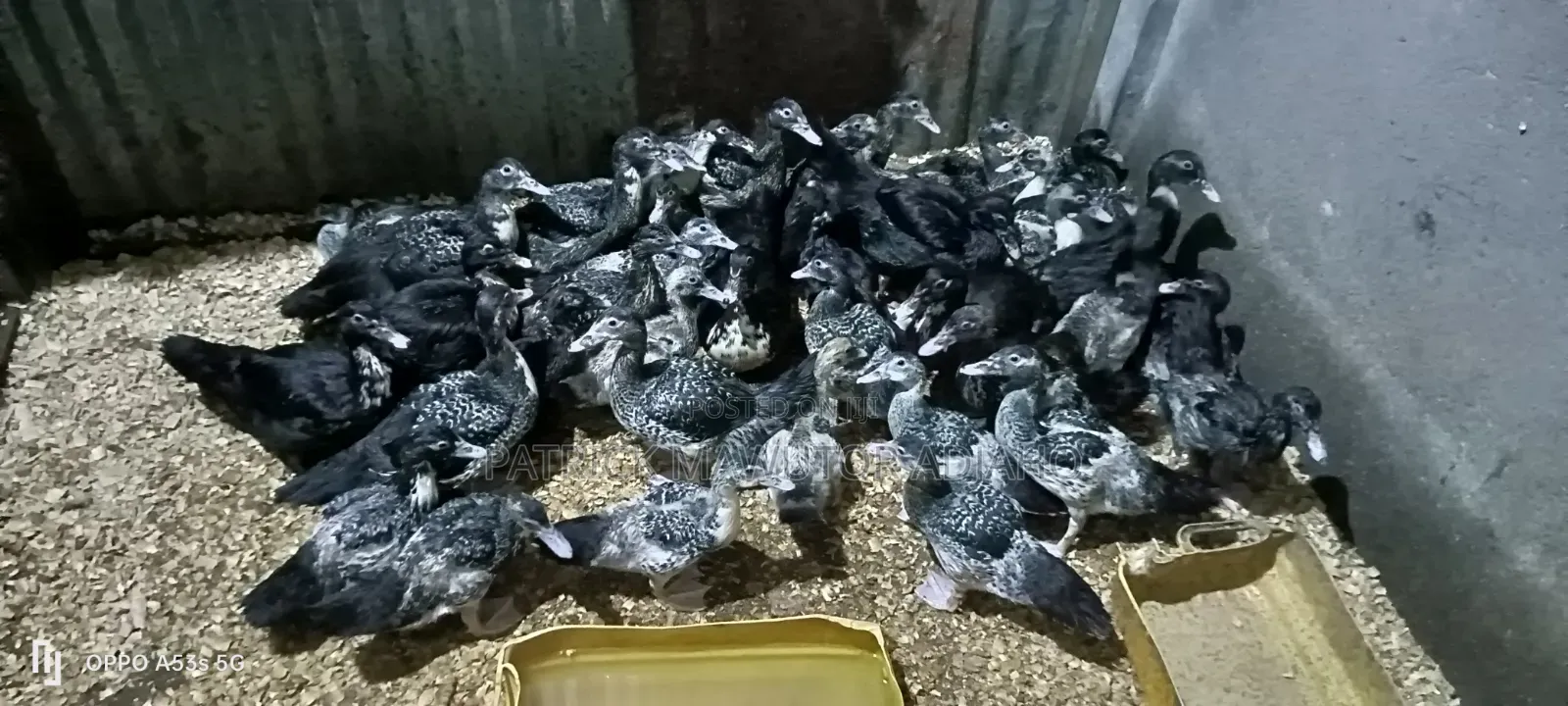 🦆🔥 40 Pieces of 2-Month-Old Muscovy Ducks for Sale! 🔥🦆