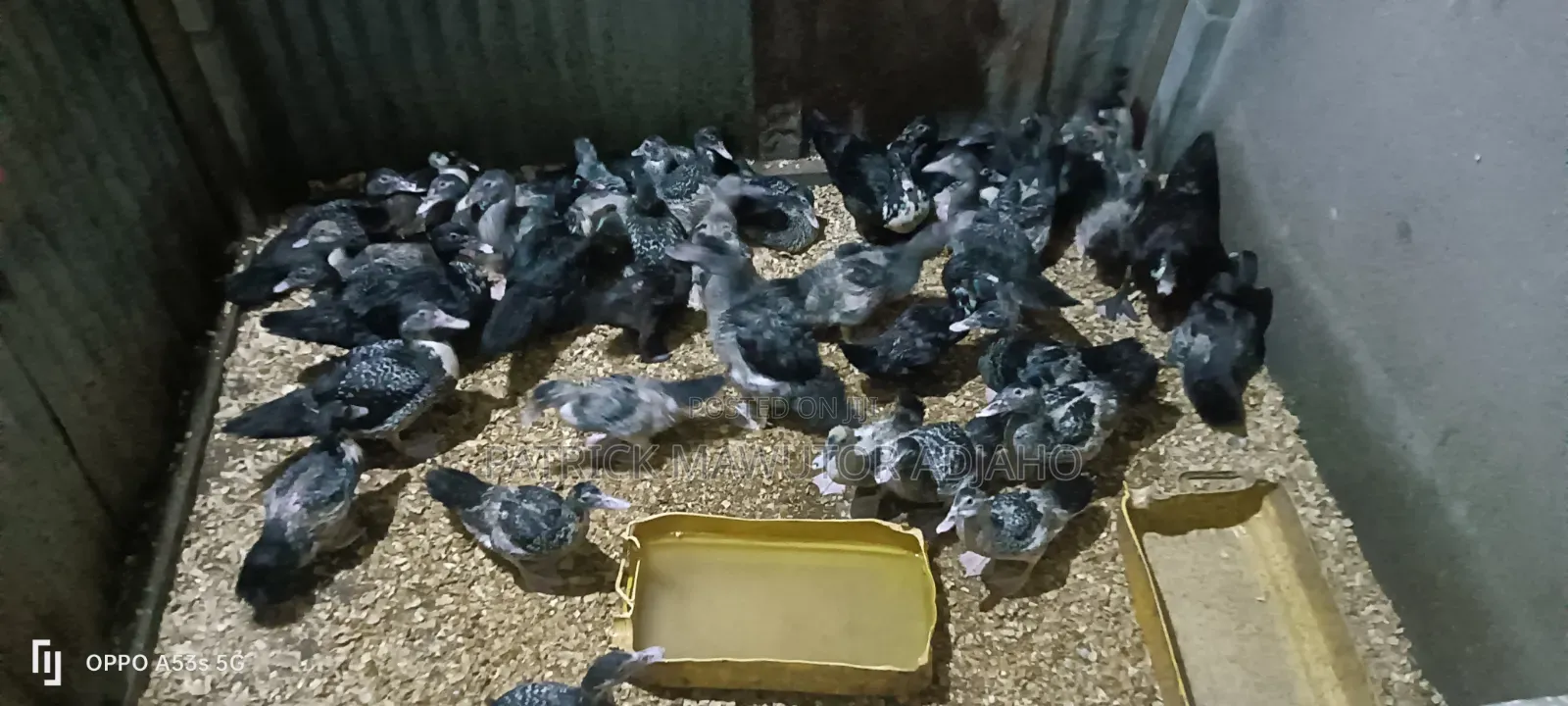 🦆🔥 40 Pieces of 2-Month-Old Muscovy Ducks for Sale! 🔥🦆