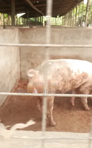 Pig Farm on 2 Plot of Land