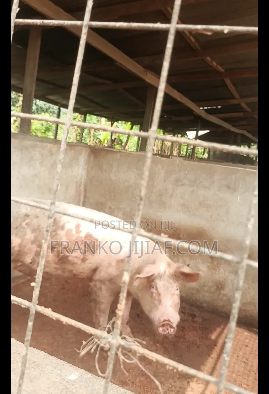Pig Farm on 2 Plot of Land