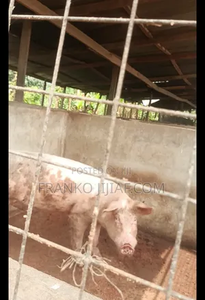Pig Farm on 2 Plot of Land
