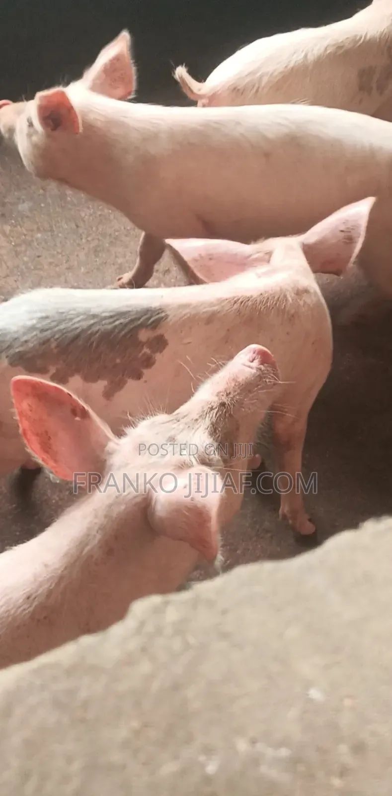 Pig Farm on 2 Plot of Land
