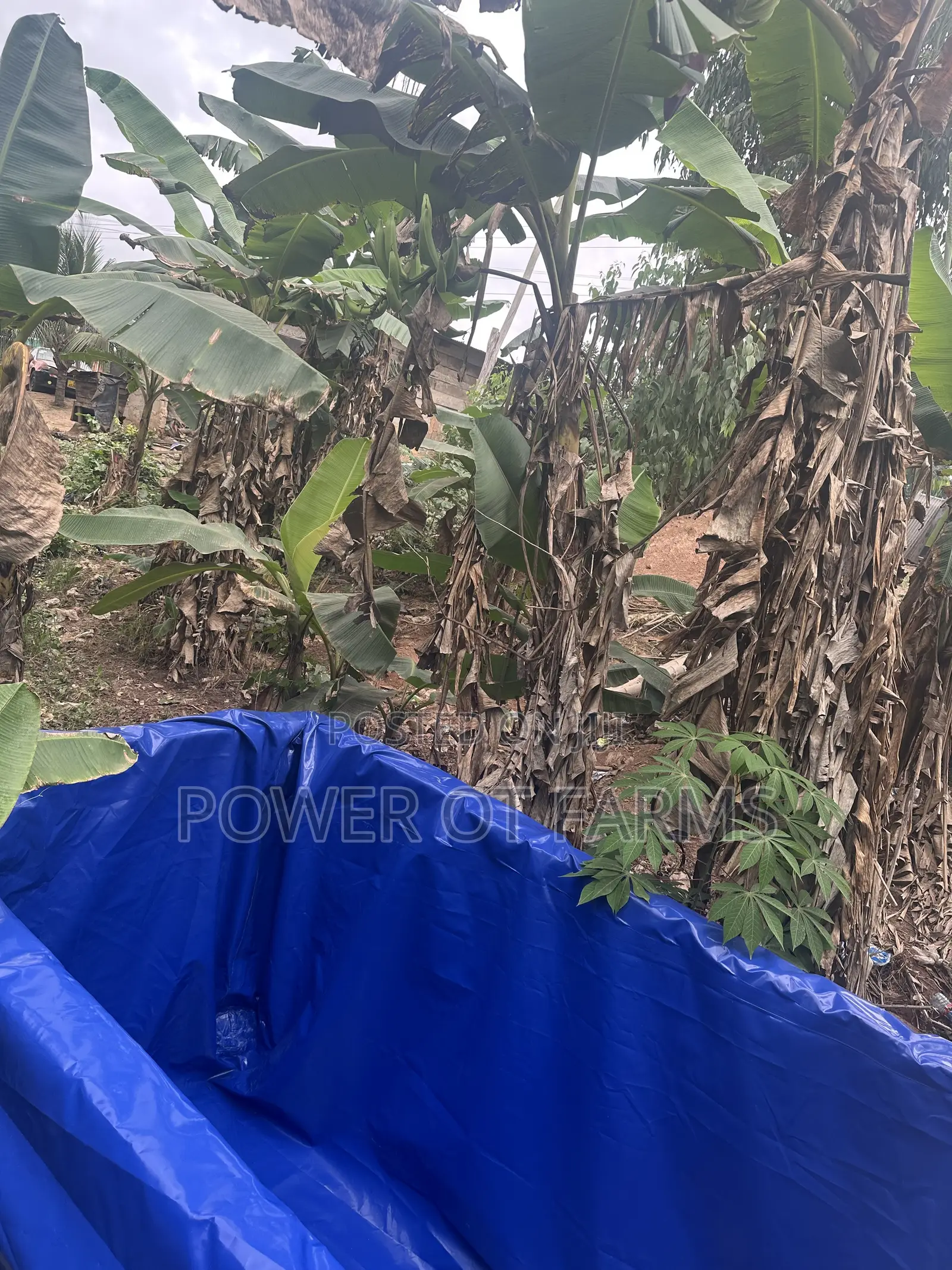 Tarp Fish Pond