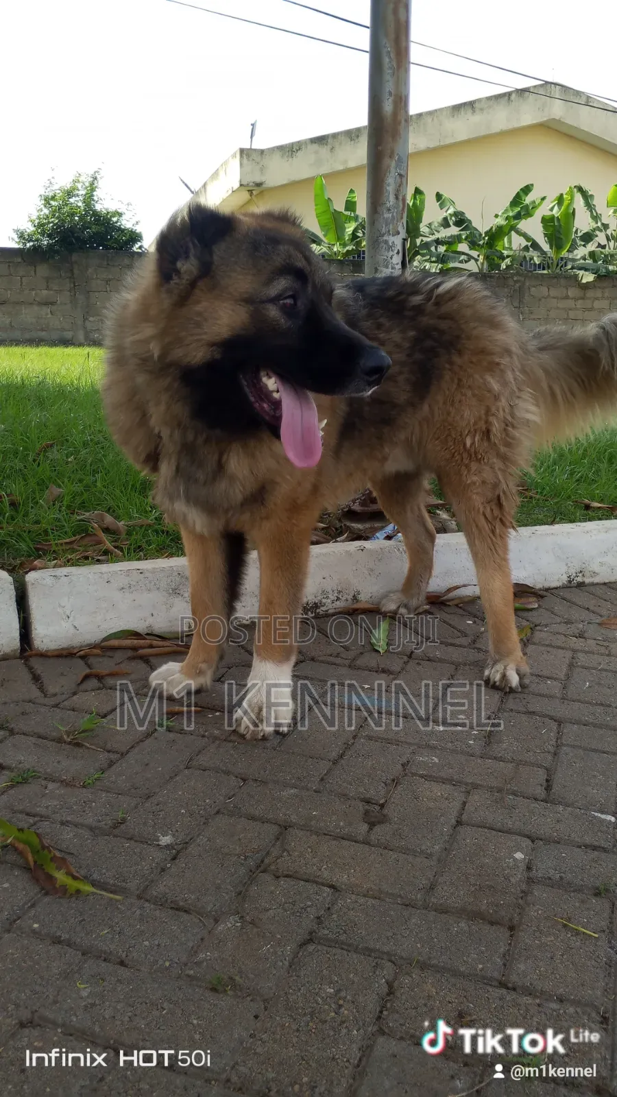 1+ year Male Purebred Caucasian Shepherd