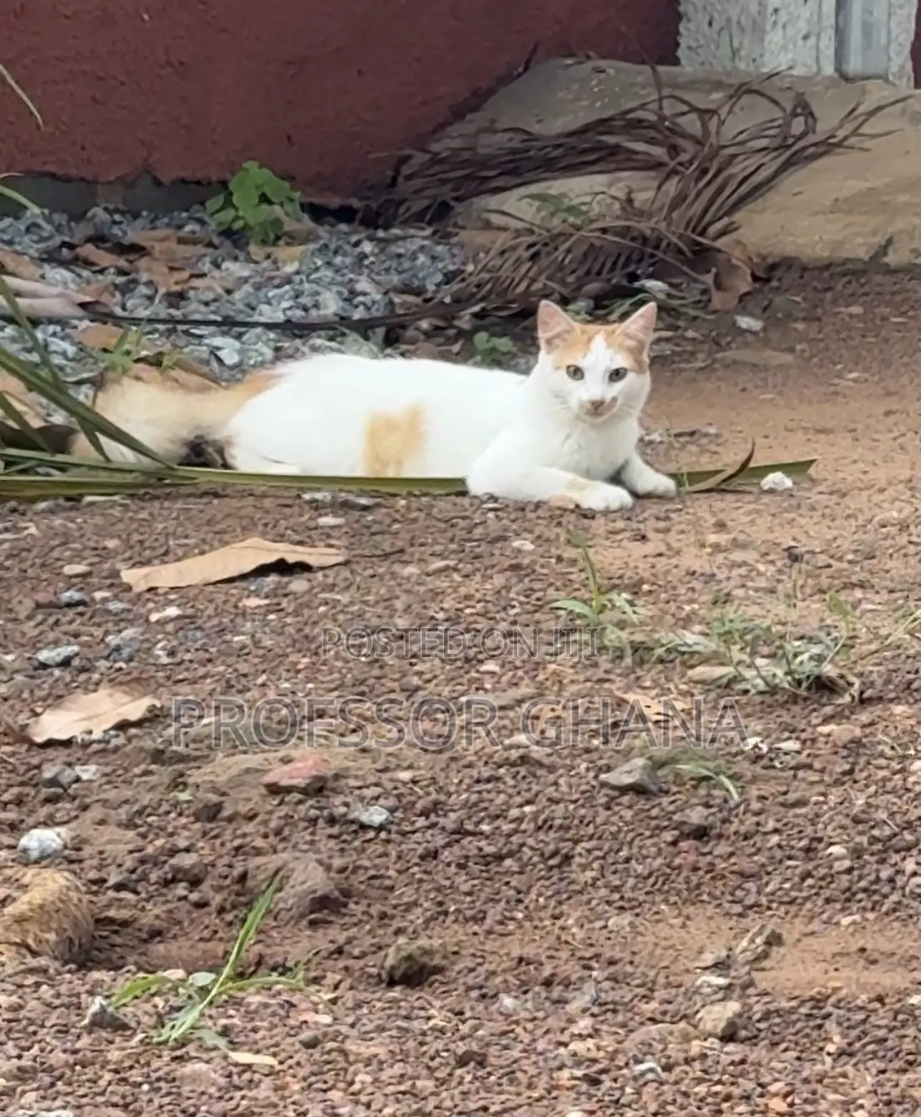 6-12 months Female Mixed Breed Turkish Van