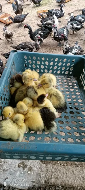  13 Pieces of Day-Old Muscovy Ducklings for Sale 