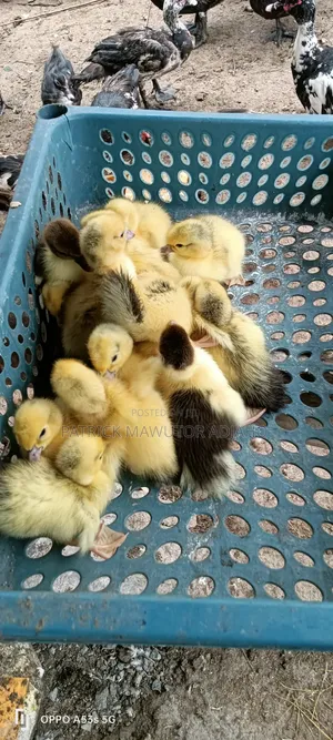  13 Pieces of Day-Old Muscovy Ducklings for Sale 