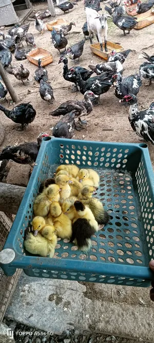  13 Pieces of Day-Old Muscovy Ducklings for Sale 