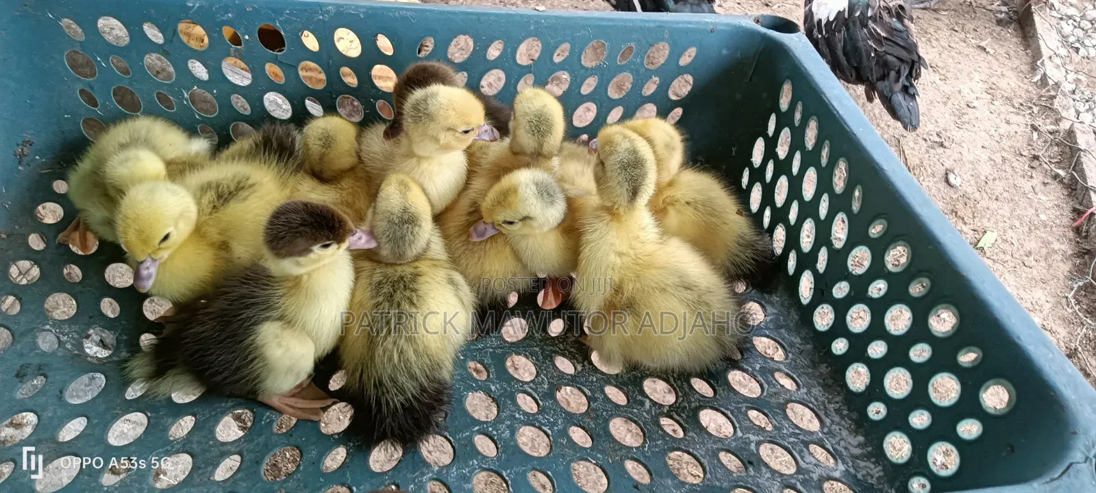  13 Pieces of Day-Old Muscovy Ducklings for Sale 