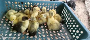  13 Pieces of Day-Old Muscovy Ducklings for Sale 