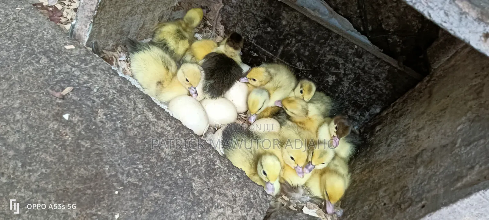  13 Pieces of Day-Old Muscovy Ducklings for Sale 