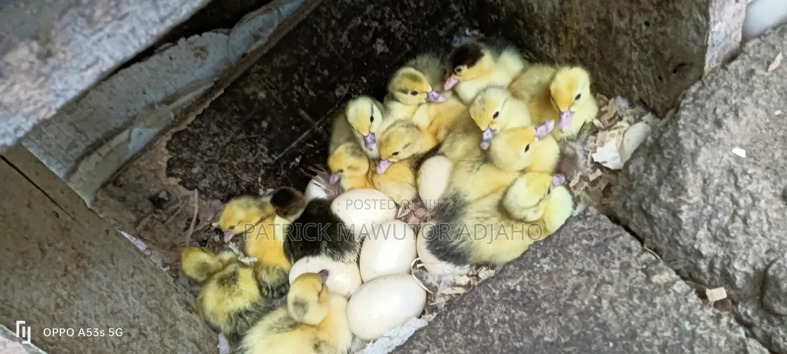  13 Pieces of Day-Old Muscovy Ducklings for Sale 