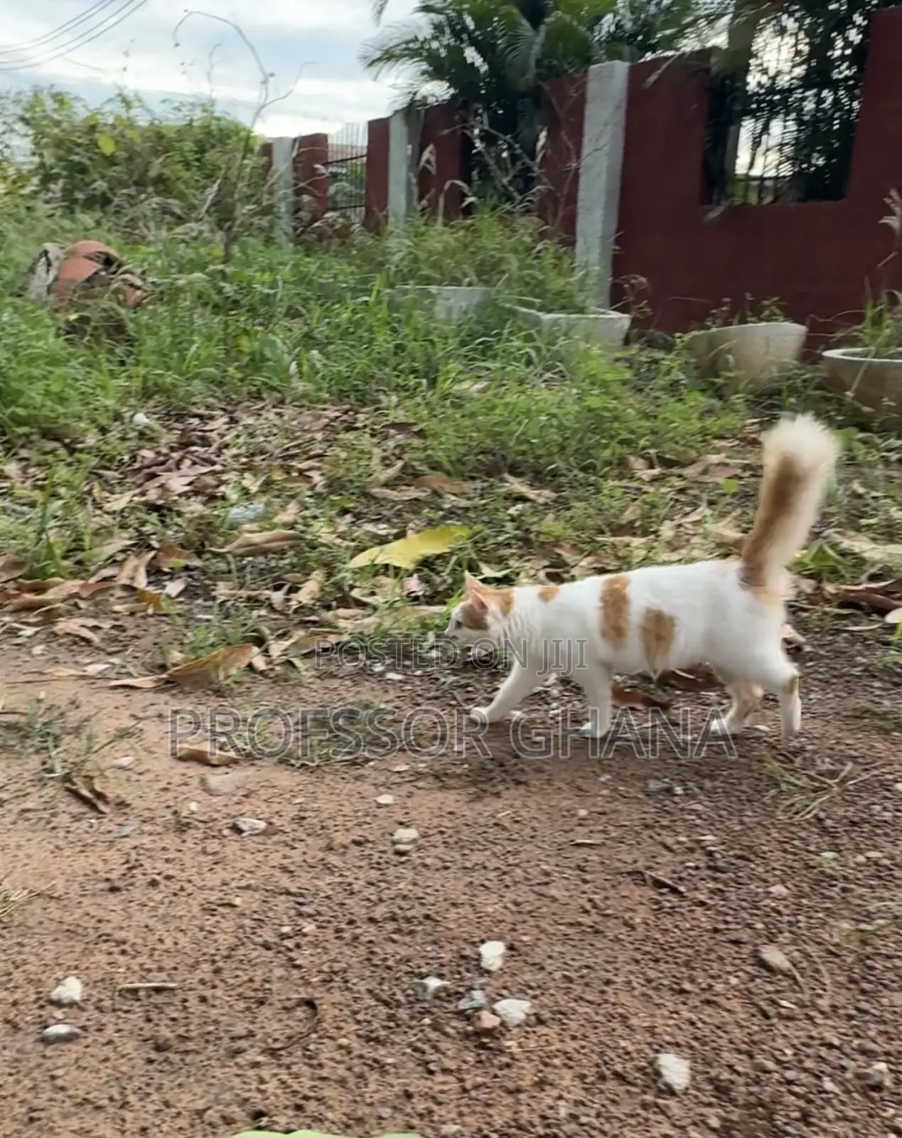 6-12 months Female Mixed Breed Turkish Van