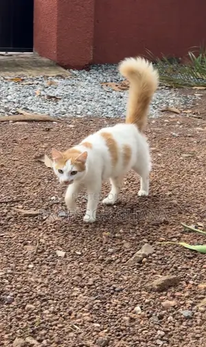 6-12 months Female Mixed Breed Turkish Van