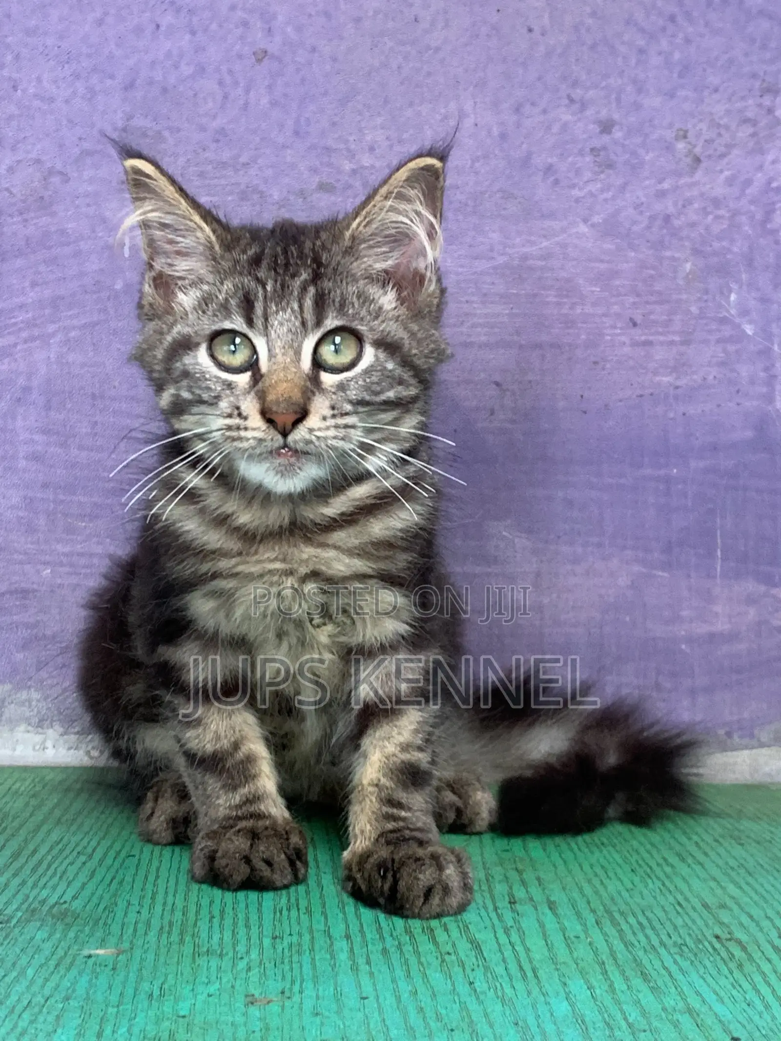 1-3 months Male Purebred Maine Coon