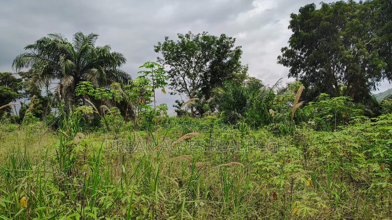 Volta Region, Afadjato Dist (Tafi) _ 150+ Acres Farmland