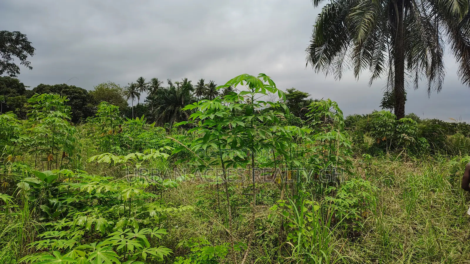 Volta Region, Afadjato Dist (Tafi) _ 150+ Acres Farmland