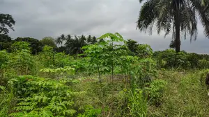 Volta Region, Afadjato Dist (Tafi) _ 150+ Acres Farmland