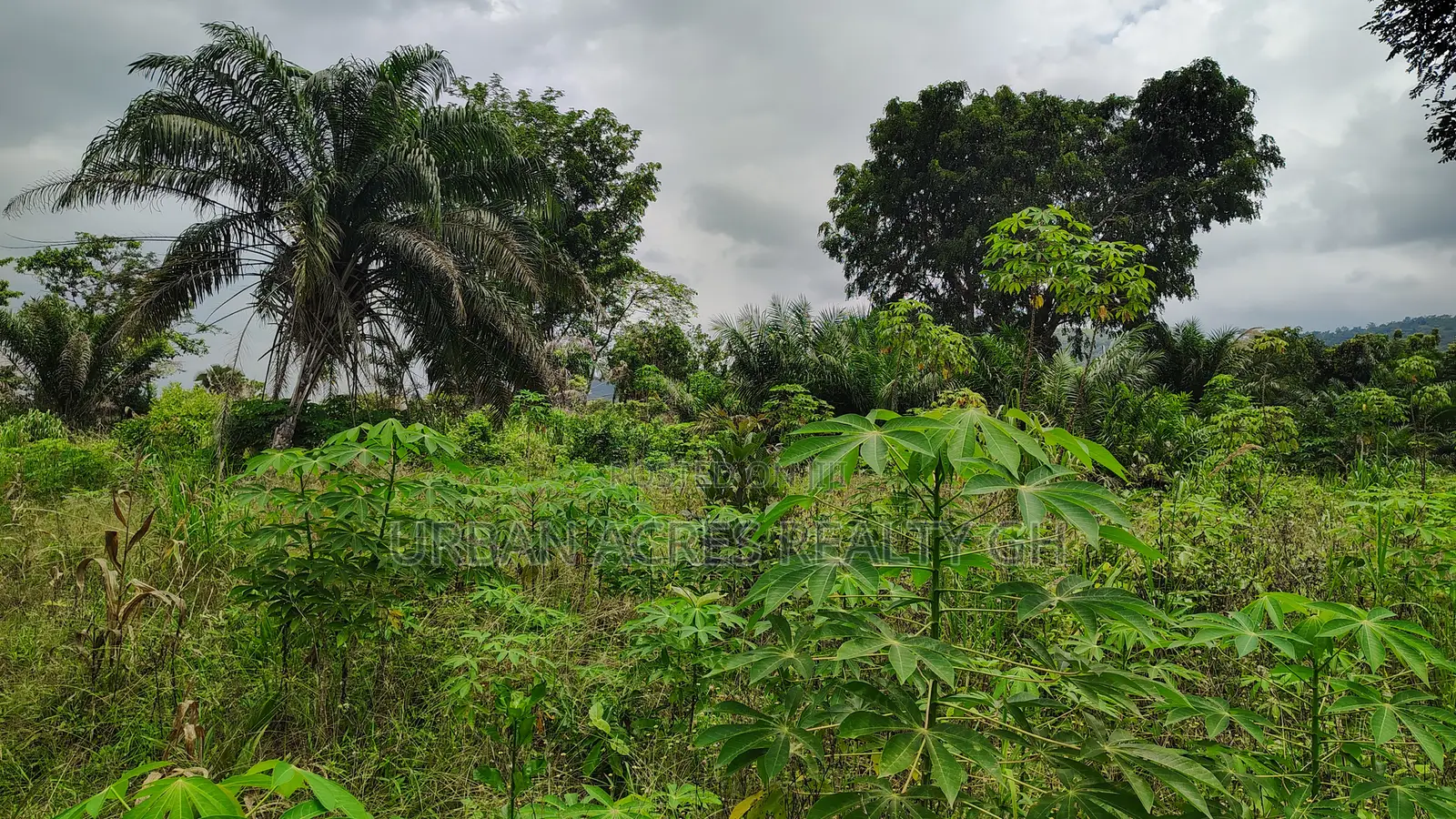 Volta Region, Afadjato Dist (Tafi) _ 150+ Acres Farmland