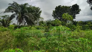 Volta Region, Afadjato Dist (Tafi) _ 150+ Acres Farmland