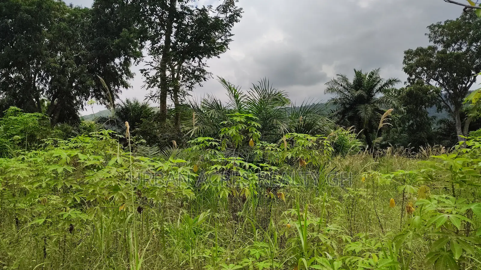 Volta Region, Afadjato Dist (Tafi) _ 150+ Acres Farmland