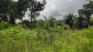 Volta Region, Afadjato Dist (Tafi) _ 150+ Acres Farmland