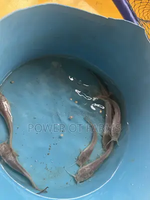Catfish Fingerlings