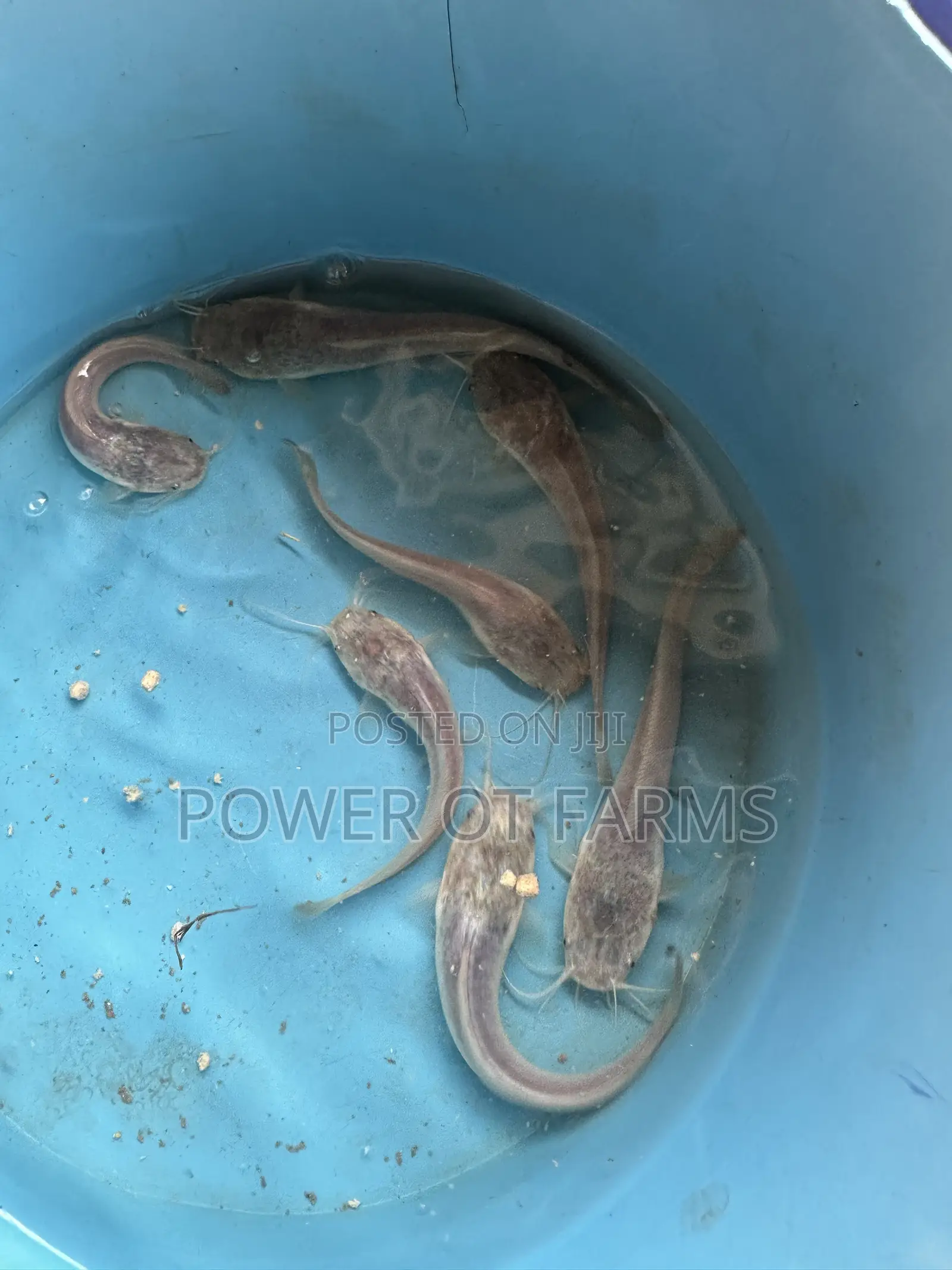 Catfish Fingerlings