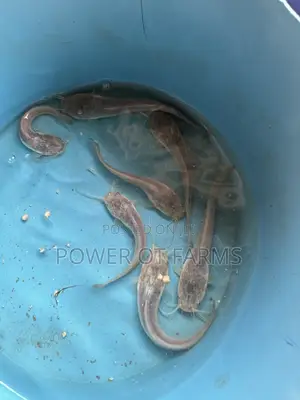 Catfish Fingerlings