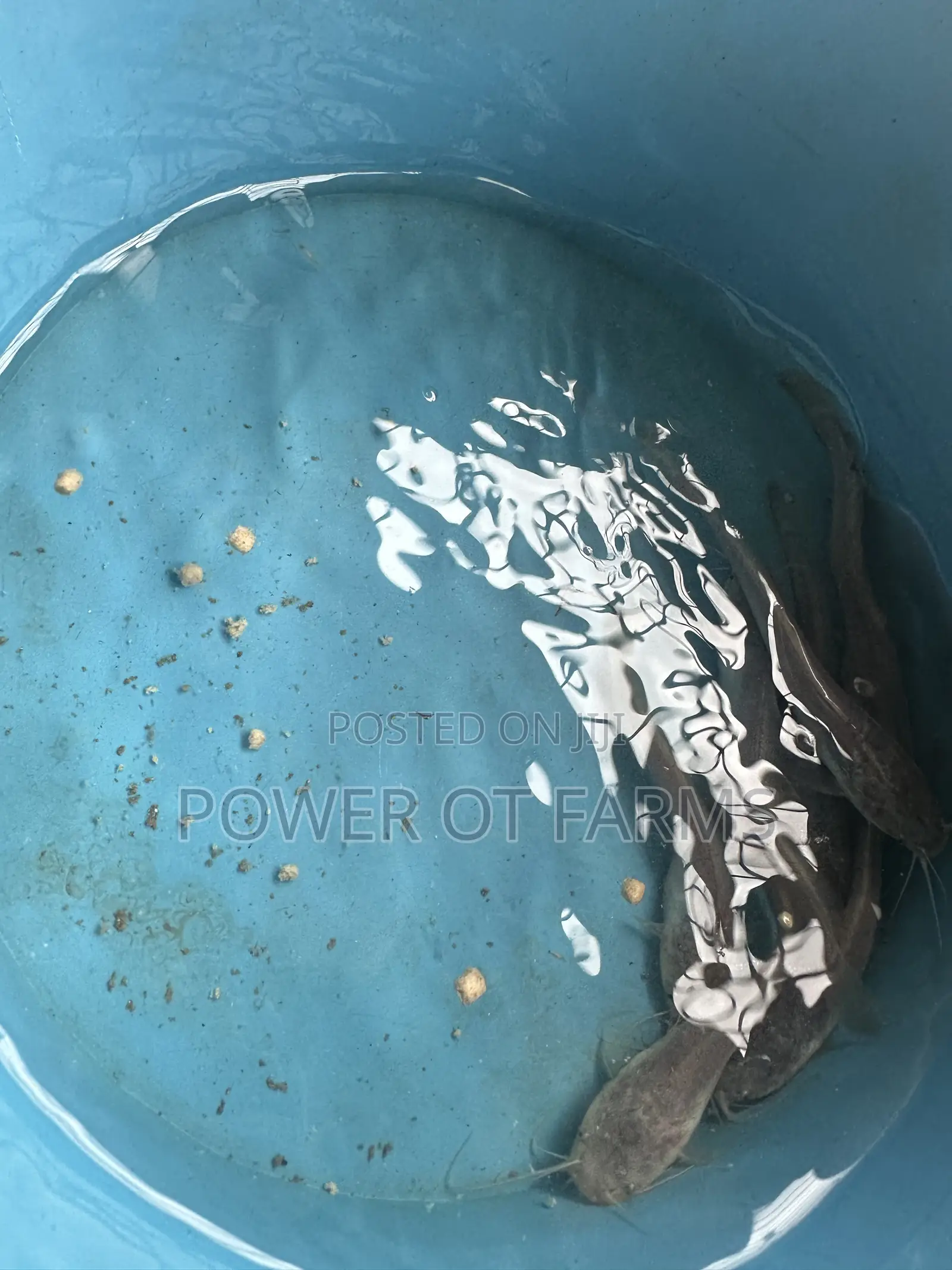 Catfish Fingerlings