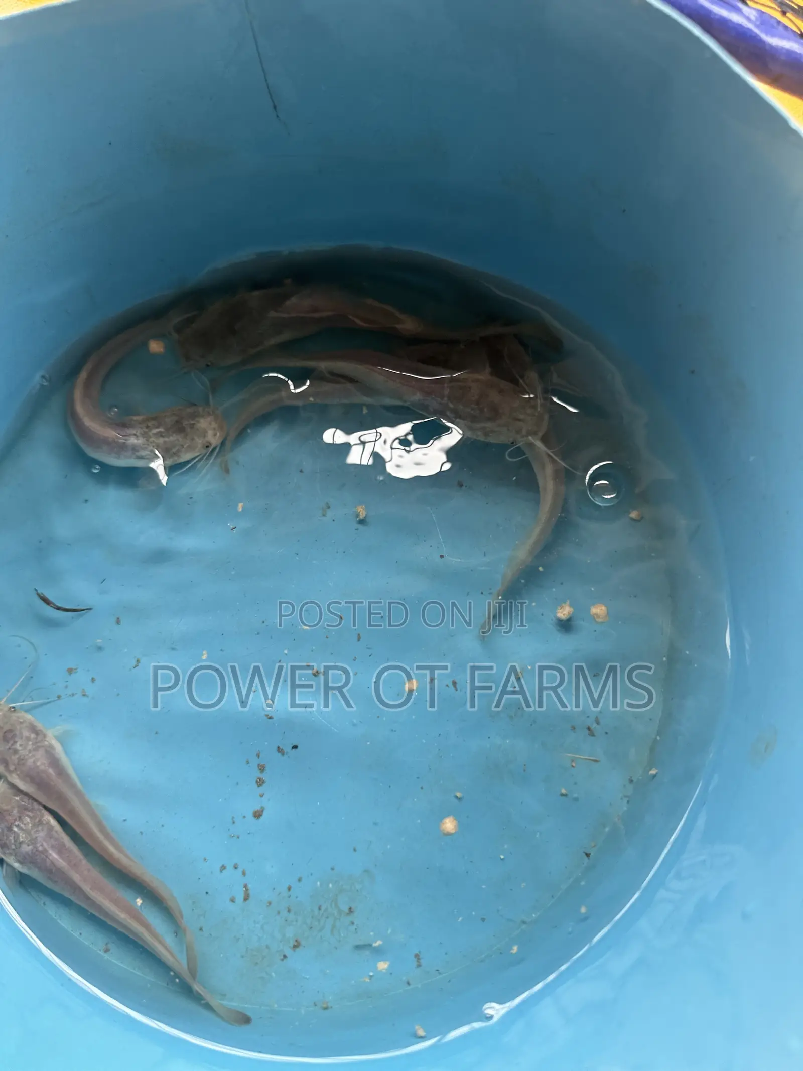 Catfish Fingerlings