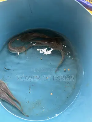 Catfish Fingerlings