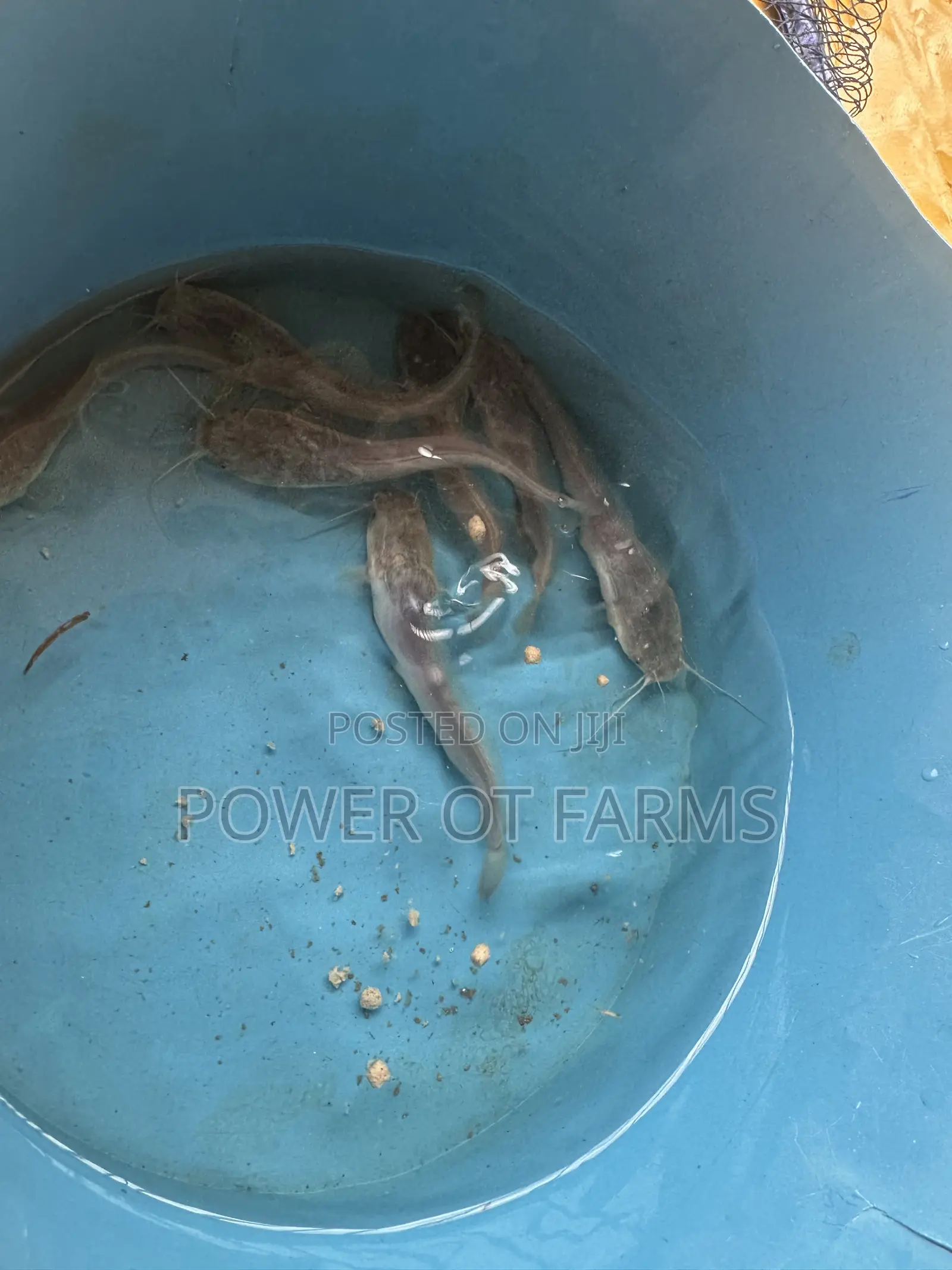 Catfish Fingerlings