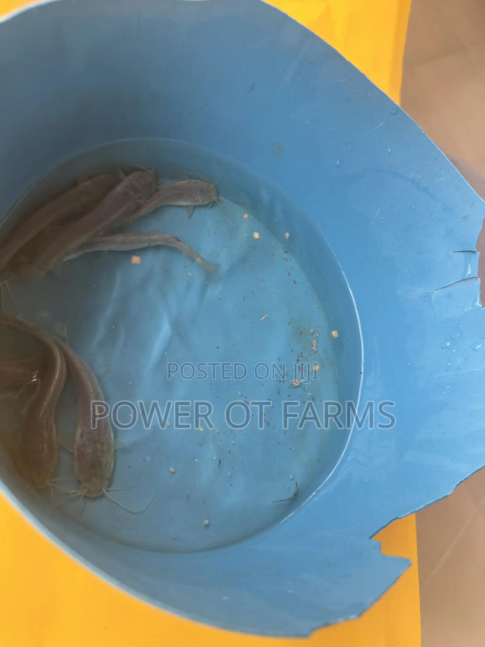 Catfish Fingerlings