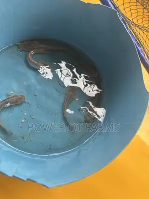 Catfish Fingerlings