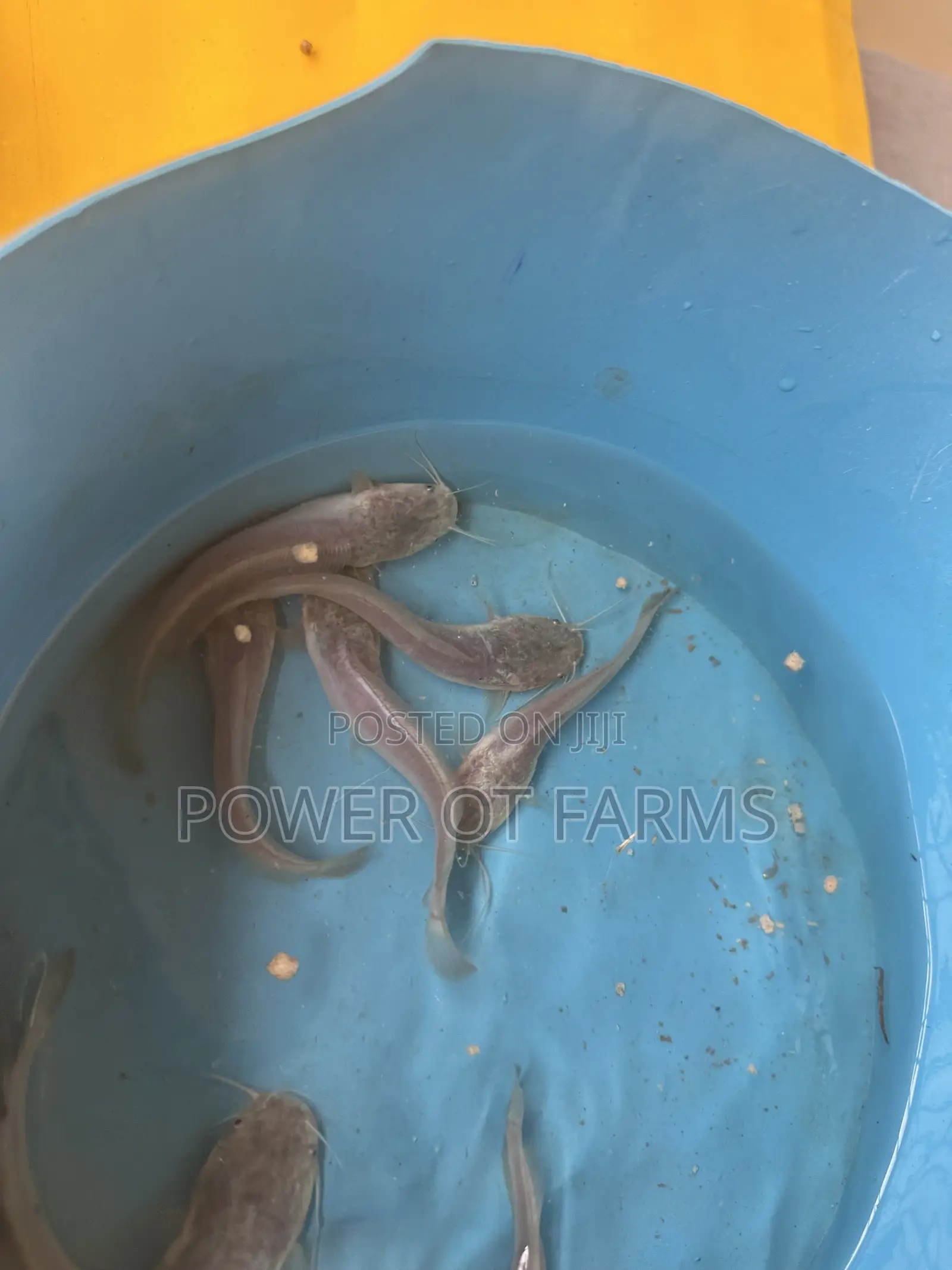 Catfish Fingerlings